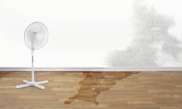 Best Basement water damage restoration  in Lockney, TX